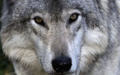 Get in touch with your Daemon